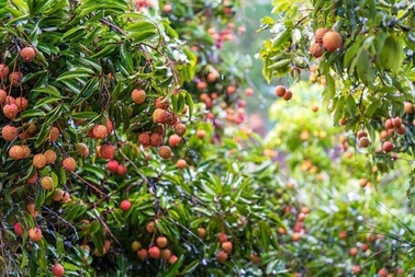 一棵荔枝树结出30种荔枝：科技魔法下的“水果奇迹”