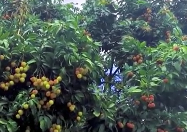 广西一棵荔枝树上竟结出30种荔枝